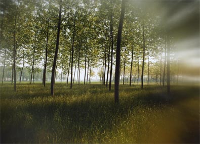 Field of poplars