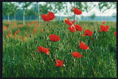 Poppy field