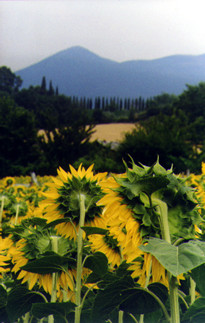 Girasoli di Montefalio